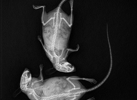 基于平板探測器的小動物微型CT成像系統